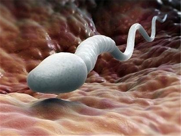 生二胎可以供精